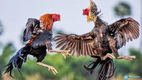 Trò chơi máy đánh bạc trực tuyến trên di động cấp độ Vn88 - Vn88